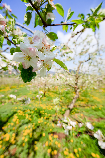 사과꽃,하늘,꽃,과일꽃,정원,식물,자연,plants,nature,꽃,flower