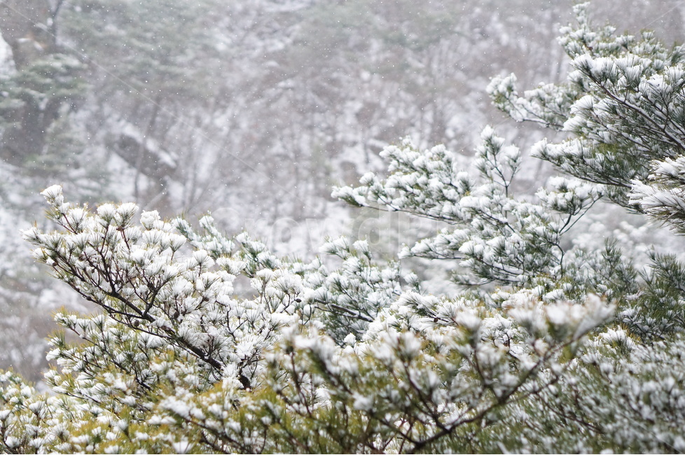 용봉산,겨울,눈,풍경,소나무,눈송이,겨울,계절,winter,season,식물,자연,plants,nature