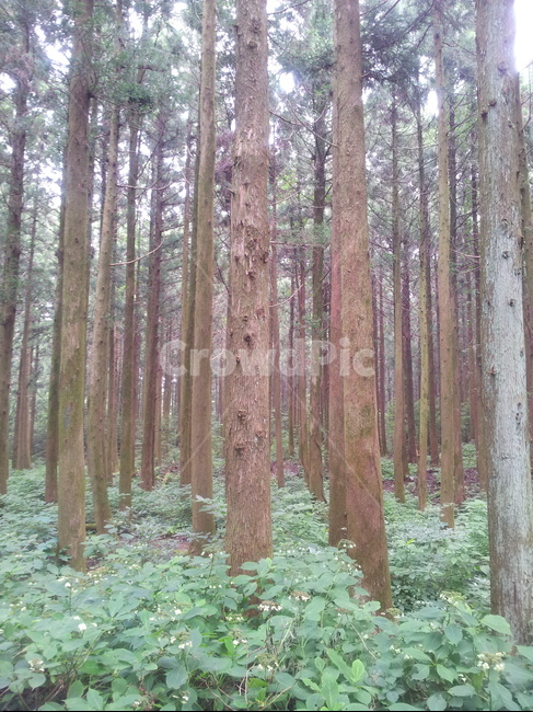 식물,treetrunk,나무줄기,tree,나무,plant,숲,자연