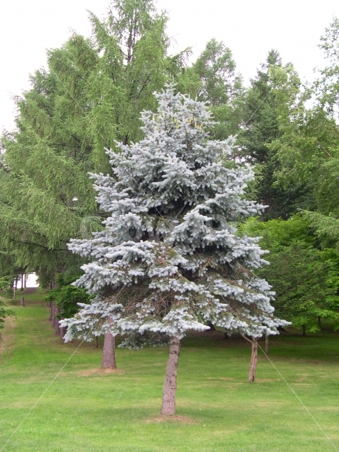 나무,전나무,식물,자연,숲,잔디,한그루,식물,자연,plants,nature