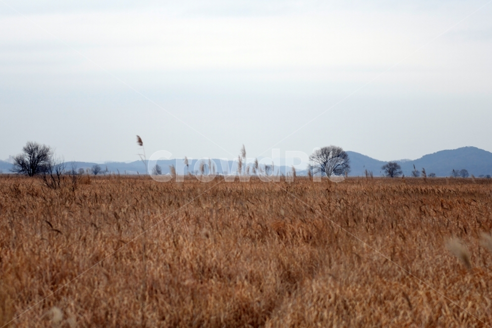 갈대,갈대밭,우음도,겨울갈대,길,풍경,강아지풀,겨울,계절,winter,season,자연,풍경,nature,landscape,한국자연풍경,한국자연경관,korea nature landscape,grassland,목초지,field,들,outdoors,옥외,plant,식물