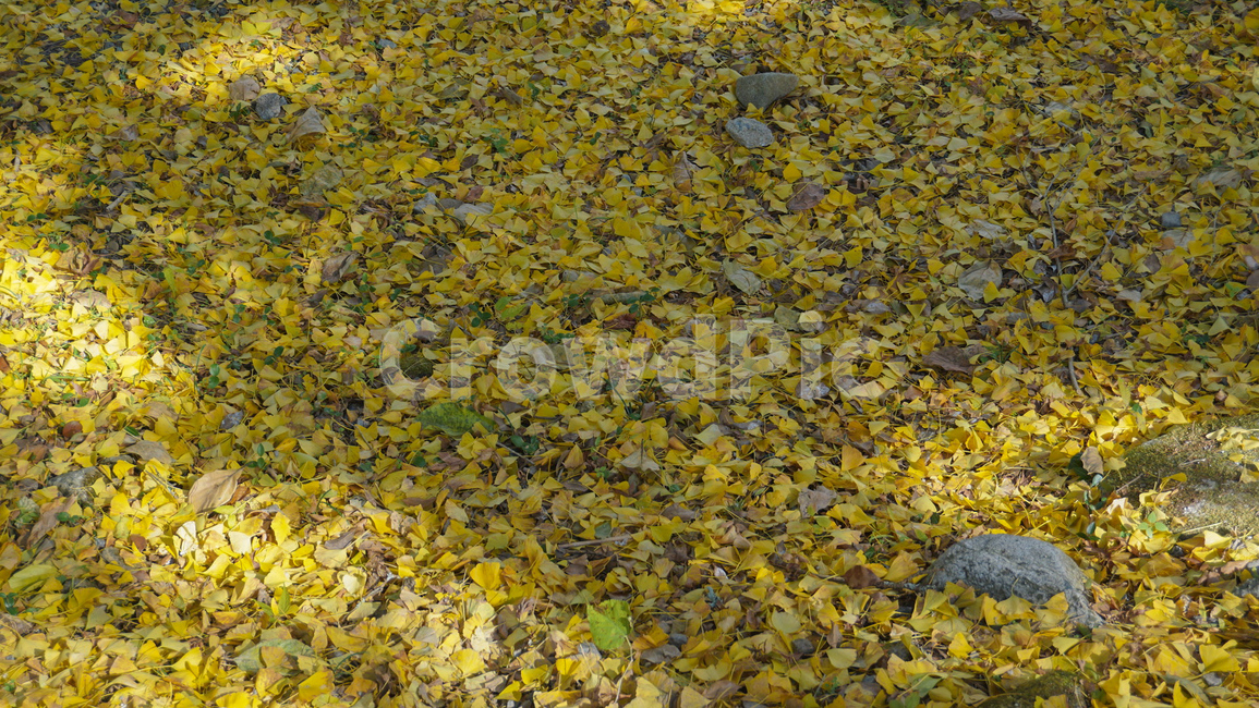 노랑,은행잎,가을,단풍,가을감성,계절,가을,계절,fall,autumn,season