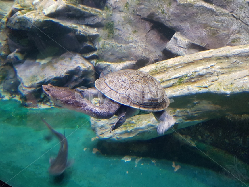자라,아쿠아리움,동물,해양동물,해양,바다,수족관,동물,animal,파충류,양서류,reptile,amphibian