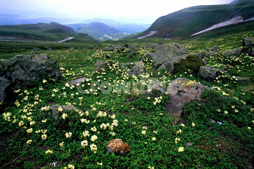 만병초,야생화,백두산,우리땅,장백산,천지,고산식물,고산지대,민족의영산,북한,아름다운,장엄한,광활한,평야,화산,분화구,눈,산,mountain,flowers,꽃,플라워,SNOW,시즌,계절,등산,여행,관광지,투어,명소,TOUR,TRAVEL,고구려,자연,풍경,NATURAL,무공해,힐링,청정,오염없는,원시림,군락지,대자연,천상의화원,자연,풍경,nature,landscape,식물,plants,꽃,flower,outdoors,옥외