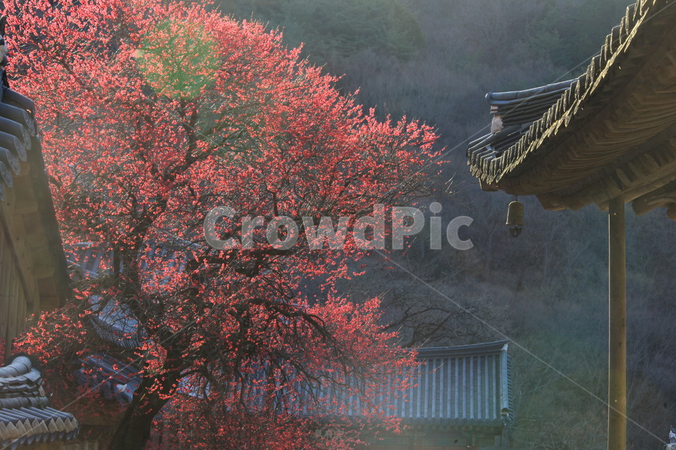 봄,힐링,고요함,한국의미,흑매화,한국전통,한국문화,korean traditional,korean culture,식물,자연,plants,nature,나무,trees,wood,종교,신앙,religion,belief,faith,휴식,힐링,rest,relaxation,healing