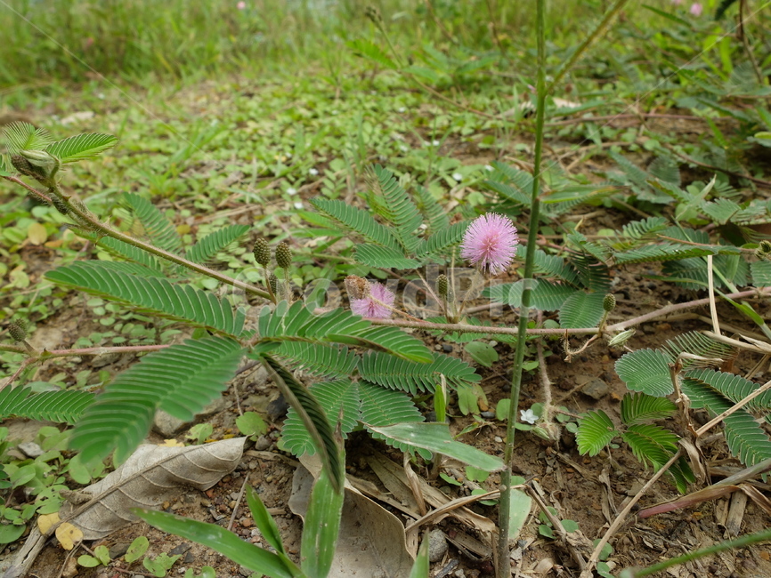 미모사,mimosapudica,신경초,야생화,꽃,풀,자연,식물,plant,flower,blossom,식물,자연,plants,nature