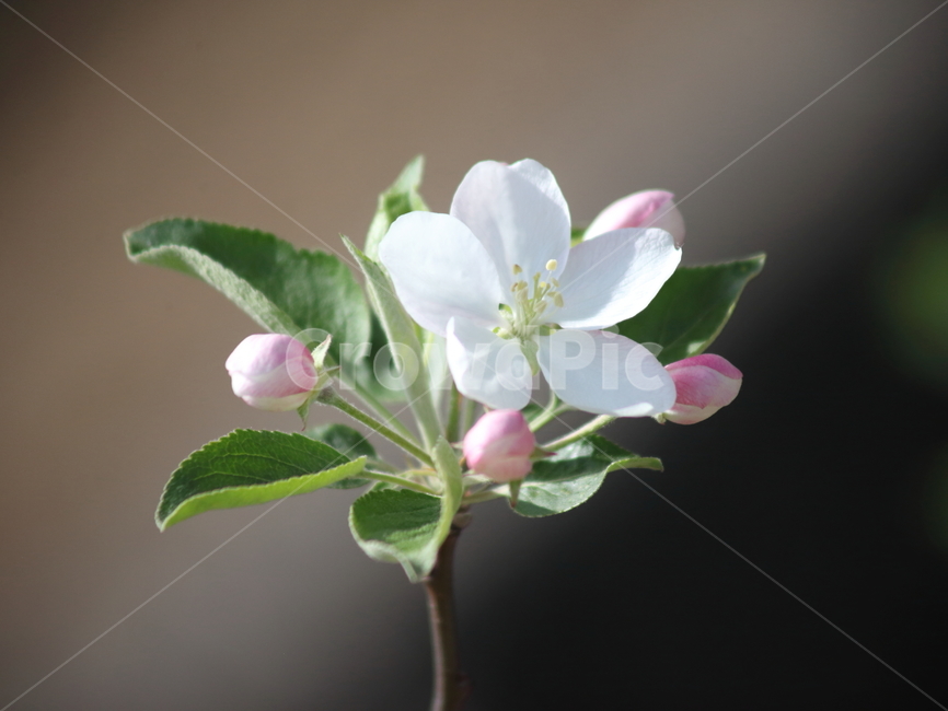 사과꽃,사과나무,꽃,봄,apple