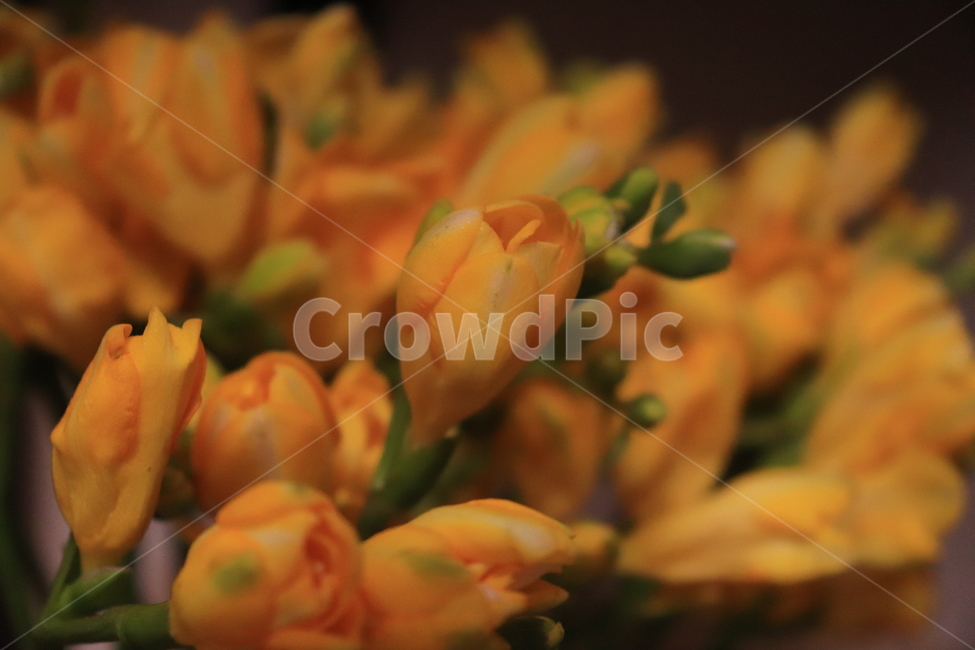 꽃,노란꽃,식물,감성,꽃봉우리,plant,flower