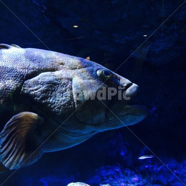 water,물,fish,물고기,animal,동물,생선,바다,sea,수족관,aquarium,fishtank,수조,해수어,어류,관상어,동물,animal