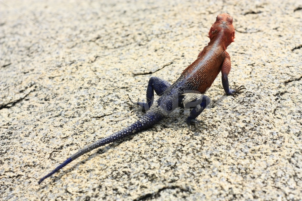 도마뱀,이프리카,케냐,아프리카,사파리,동물,animal,파충류,양서류,reptile,amphibian