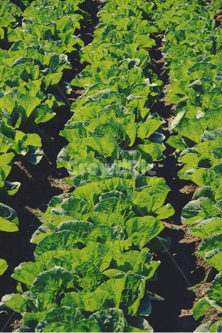 패턴,pattern,배추,초록,농사,farm,farming,cabbage,식물,자연,plants,nature,채소,야채,vegetables,산업,industry,industrial,농업,농사,agriculture,farming,farming industry