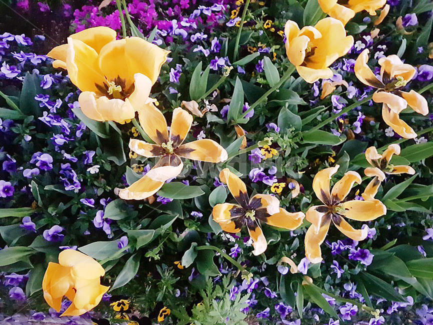 꽃,자연,식물,노란꽃,봄,노란,flower,yellowflower,plant,nature,따뜻한계절,autumnseason