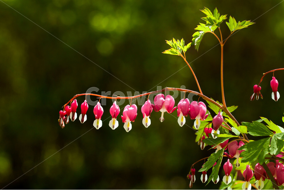 plant,식물,꽃,금낭화,봄,식물,자연,plants,nature,꽃,flower