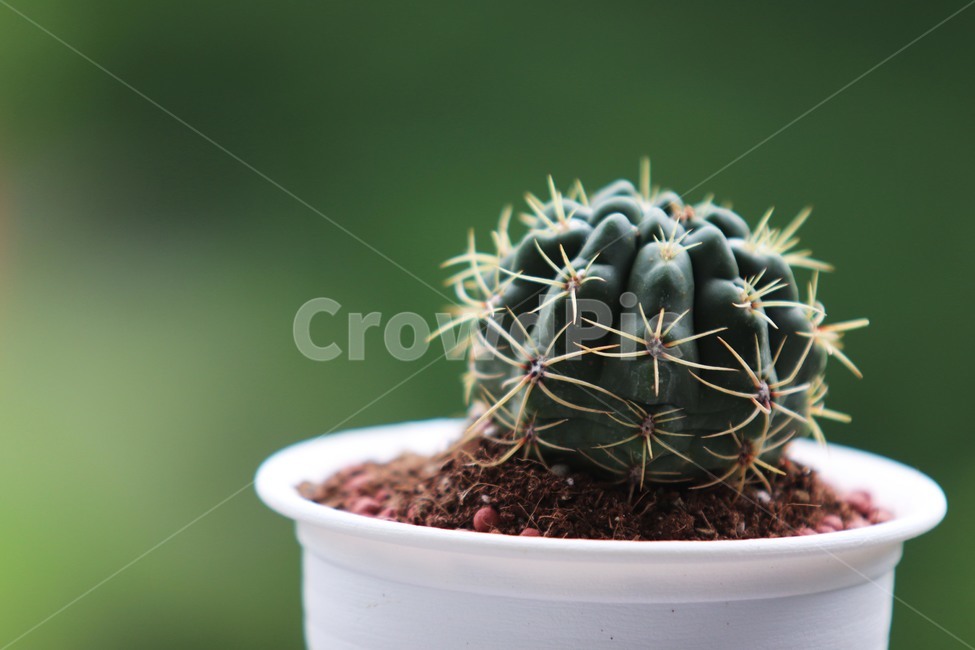 티에라,선인장,식물,가시,화분,실내용화초,화분,화초,house plant
