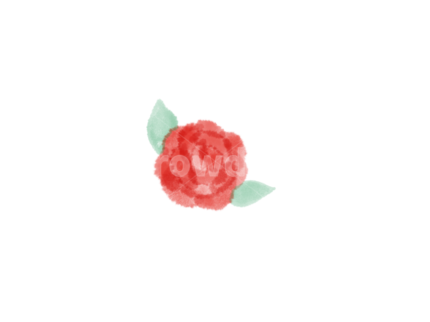 꽃일러스트,물감일러스트,수채화꽃,장미일러스트,카네이션일러스트,손그림카네이션,장미그림,카네이션그림,가정의달이미지공모전,누끼,remove background