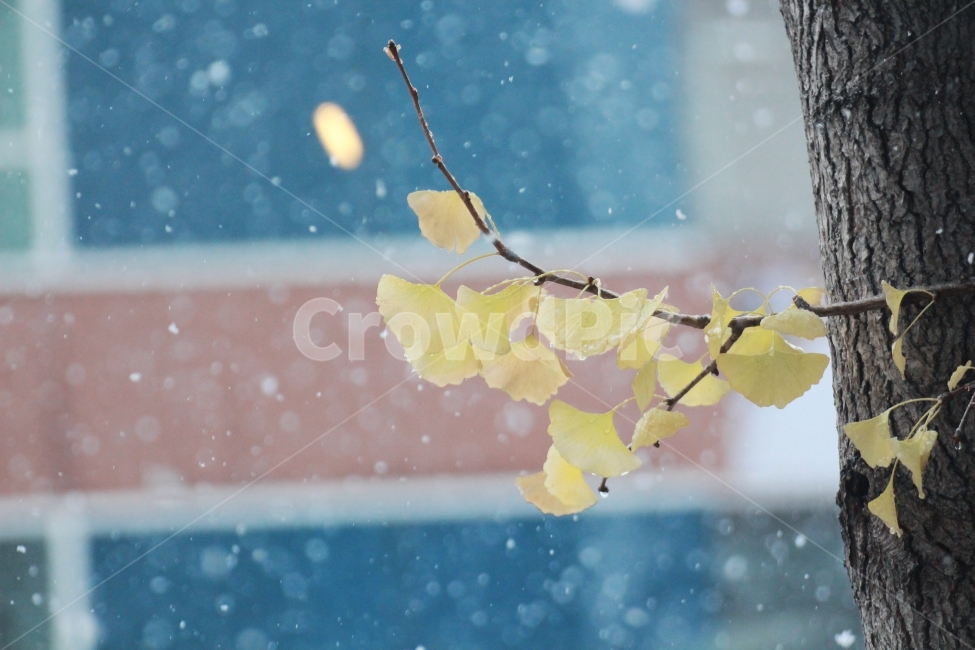 은행나무,눈,감성사진,감성,눈내림,순간포착,나뭇잎,은행나뭇잎,겨울,계절,winter,season,식물,자연,plants,nature