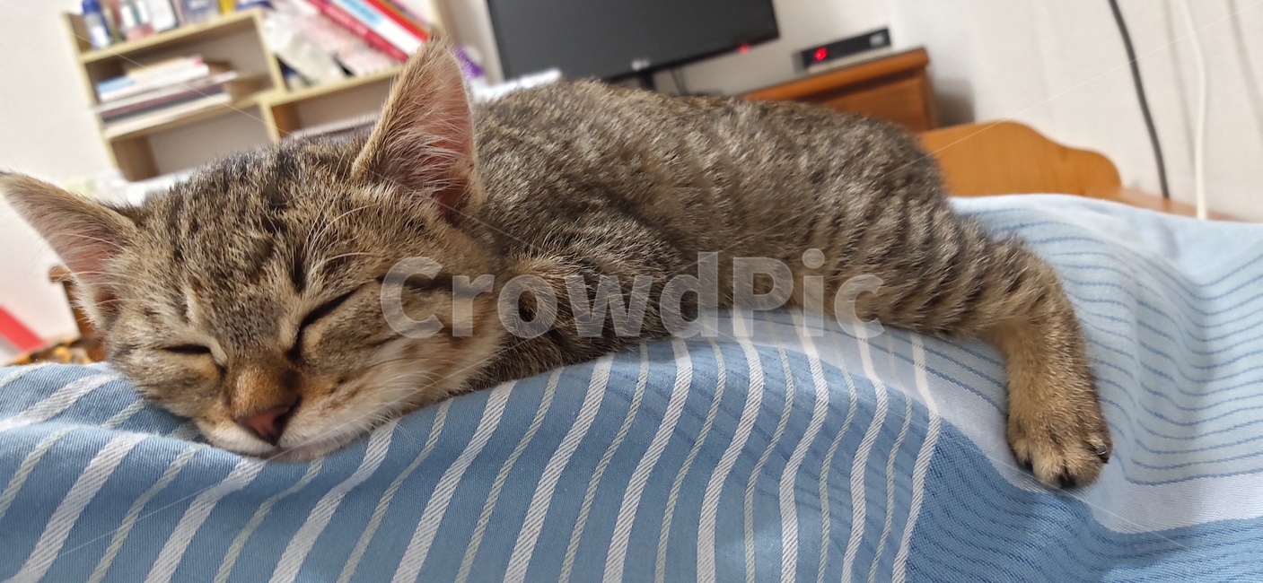 animal,동물,pet,cat,고양이,동물,animal,포유류,mammal,고양이,cat,kitten,kitty