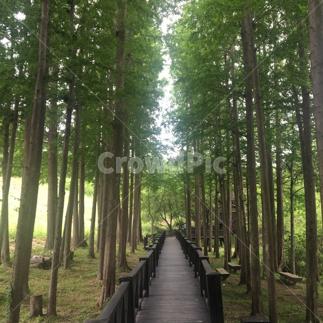 숲,숲길,산,등산,산책,산책로,자연,나무,식물,풍경,forest,wood,nature,natural,greenwood,mountain,wild,landscape,rest,relaxation