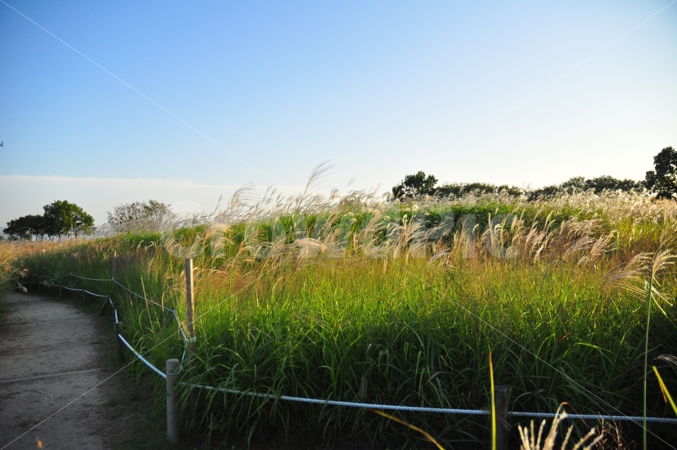 상암동,하늘공원,자연,억새풀,가을,억새풀밭,갈대,바람,하늘,구름,길,sky,park,skypark,nature,silvergrass,silver,grass,reed,autumn,garden,clouds,wind,자연,풍경,nature,landscape,plant,식물,잔디