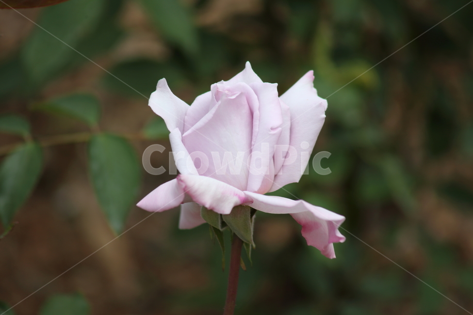 장미,꽃,덩굴식물,정원수,rose
