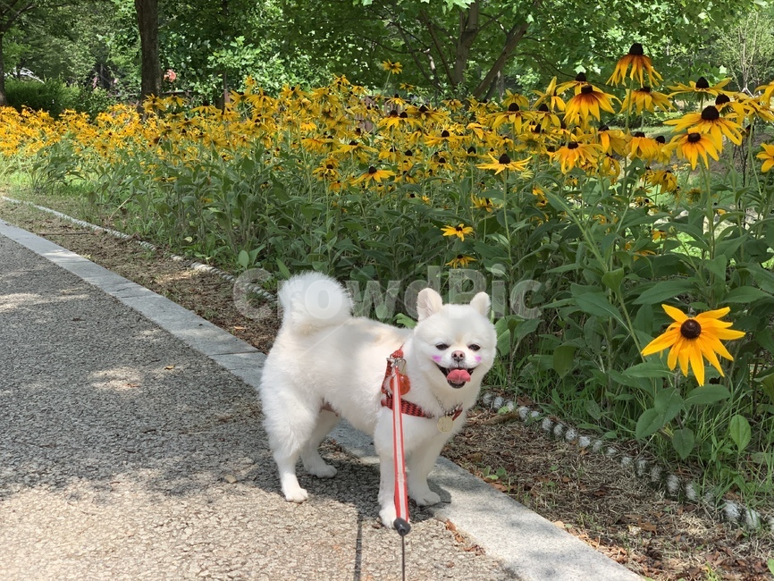반려견,강아지,dog,pomeranian,포메라니안,개,포메라니언,꽃,노란색꽃,노란색,산책,산책로,강아지산책,목줄,혀,더위