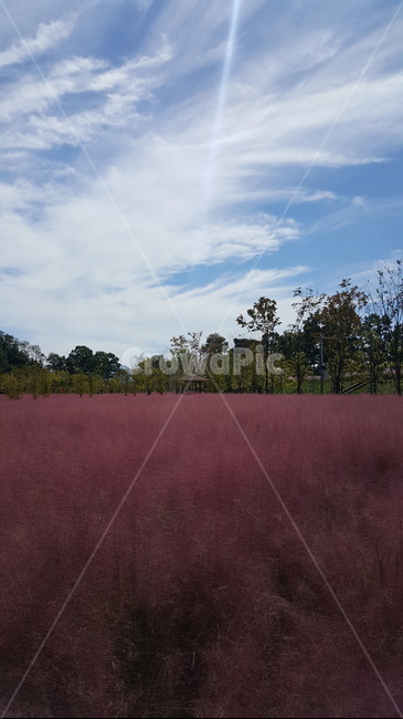 핑크뮬리,가을,하늘,자연,nature,자연,풍경,nature,landscape