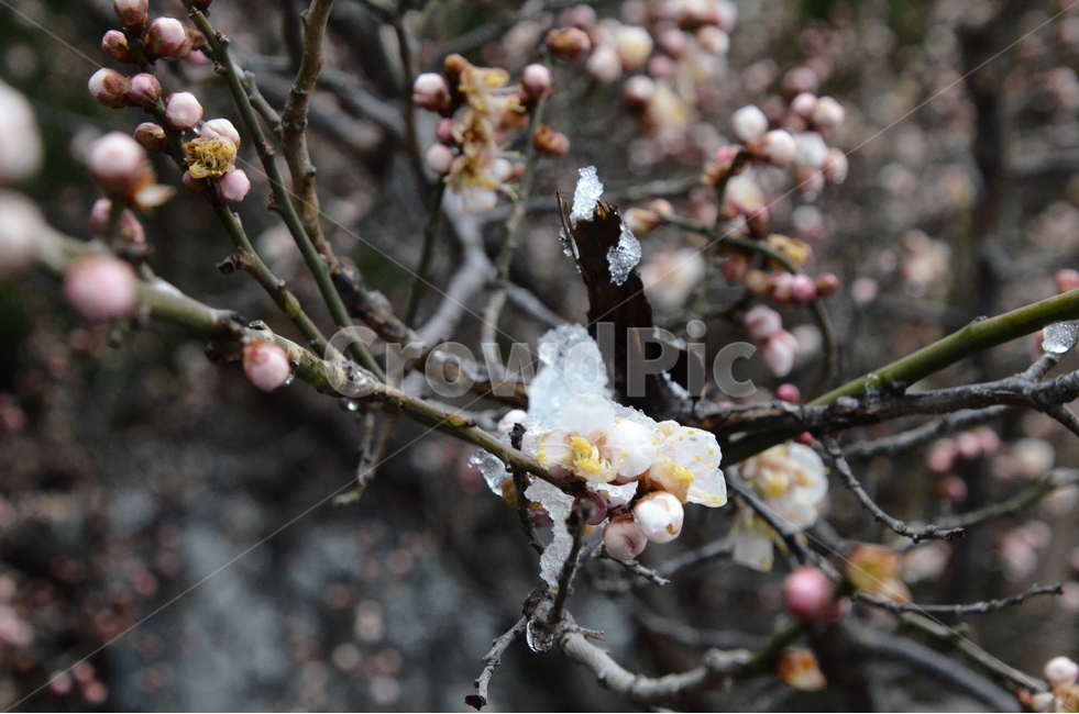 매화,꽃,가지,나무,비,꽃봉우리,flower,tree,봄,계절,spring,season,식물,자연,plants,nature,꽃,flower,plant