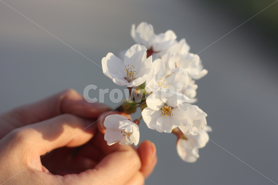 벚꽃,봄,솜,자연,꽃,꽃나무,하늘,cherryblossom,flower,natrural,분홍꽃,흰색,분홍,손,사람,감성,spring,생태,nature,계절,시즌,벚꽃시즌,4월,꽃잎,러블리