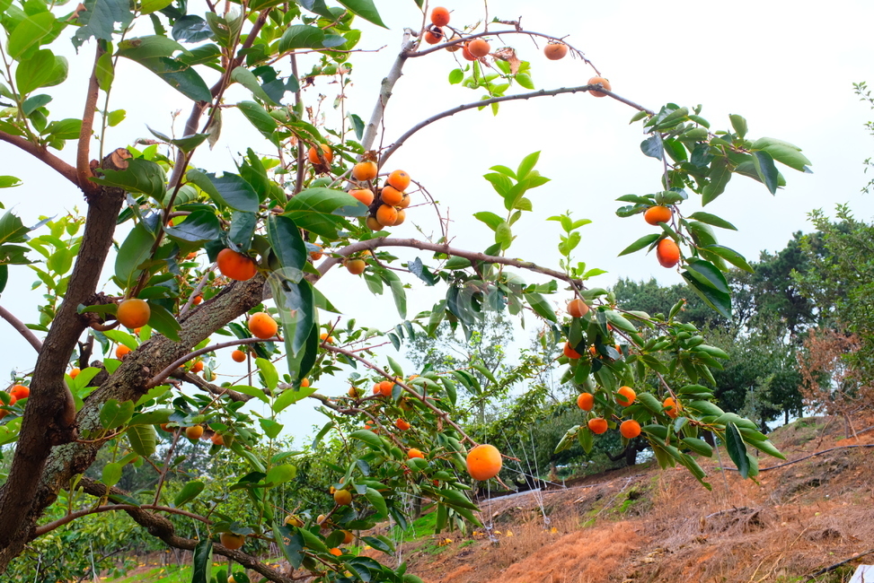 감,감나무,plant,식물,persimmon,fruit,과일,감귤류과일,citrusfruit,과일,열매,fruit