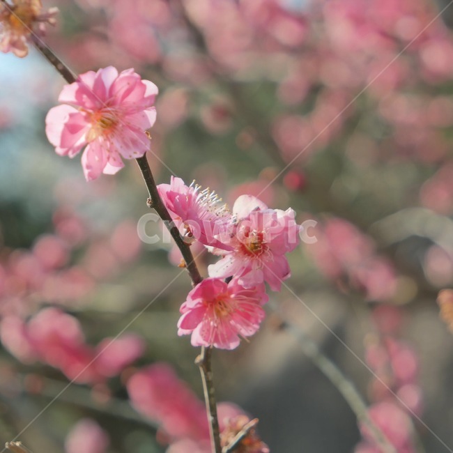 매화,apricotflower,봄꽃,매화꽃,spring,매화나무,식물,꽃,아름다운,핑크색,꽃나무,자연,plants,flowers,beautiful,pink,식물,자연,plants,nature,꽃,flower