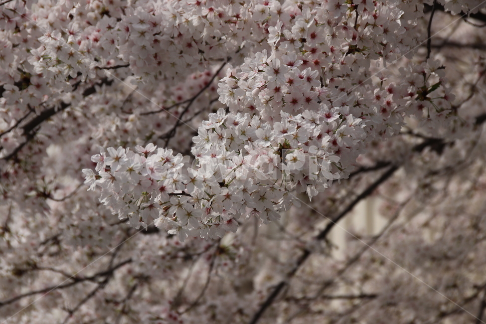 벚꽃,꽃,꽃나무,자연,봄,봄,계절,spring,season,식물,자연,plants,nature,꽃,flower,plant,blossom,cherry blossom