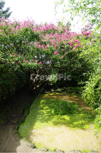 식물,plant,꽃,flower,배롱나무,연못,자연,풍경,nature,landscape,arbour,정자,garden,정원,outdoors,옥외