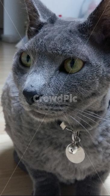 고양이,근접,목걸이,확대,고영이눈,회색,동물,animal,포유류,mammal,고양이,cat,kitten,kitty