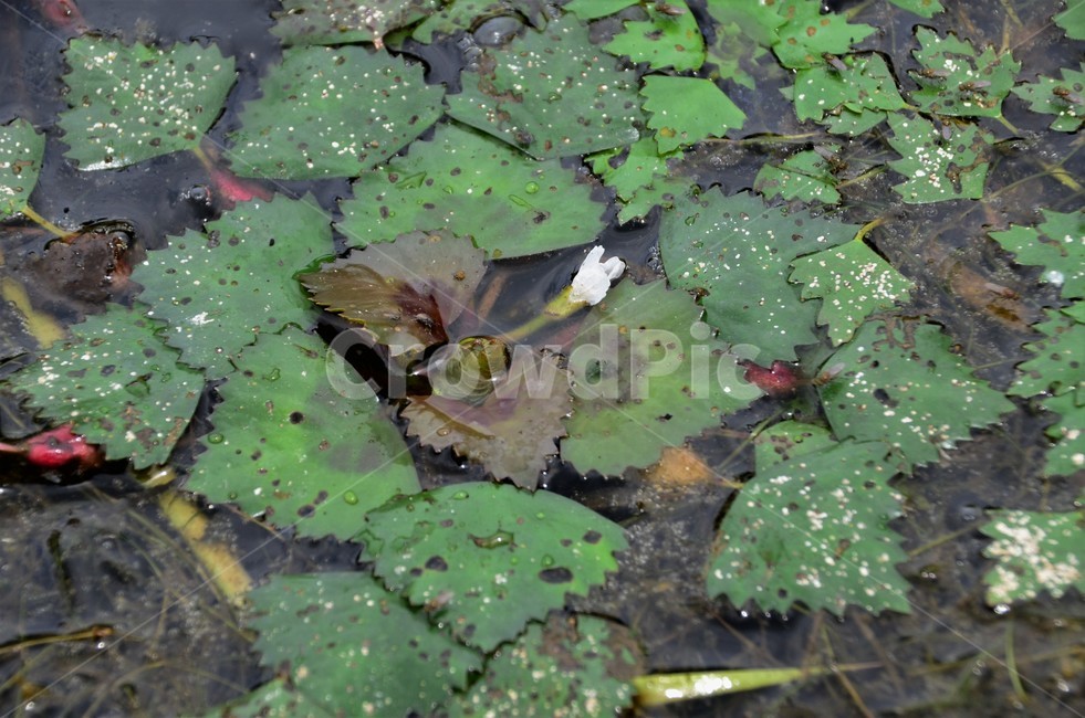 애기마름꽃,마름류,수생식물,희소식물,물풀,식물,자연,plants,nature