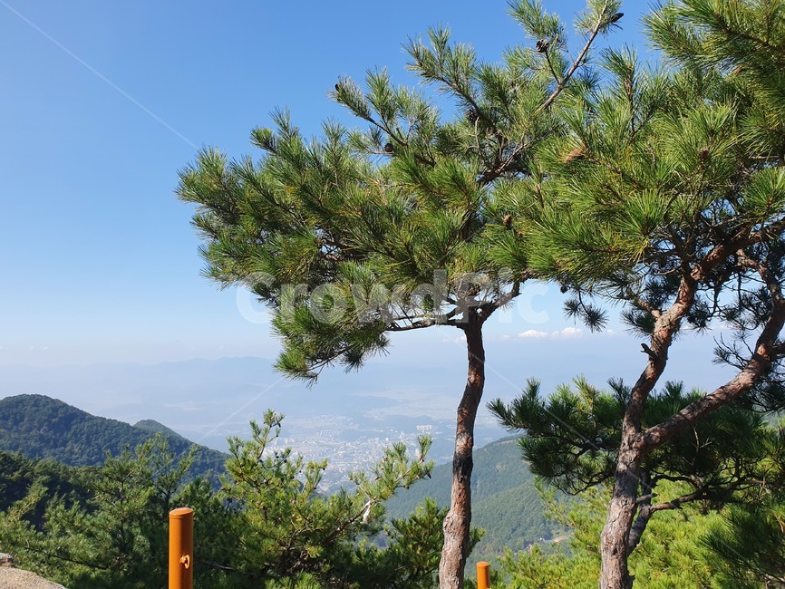 소나무,자연풍경,등산,나무,식물,tree,나무줄기,plant,산맥,산정상,산꼭대기,자연,nature,화왕산,식물,자연,plants,nature,나무,trees,wood