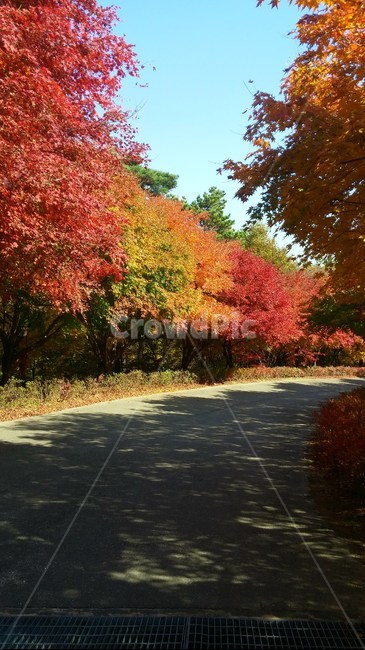 단풍나무,단풍,단풍놀이,단풍길,나무,하늘,산