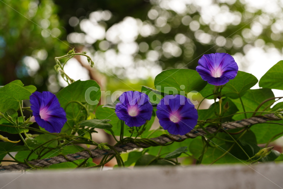 나팔꽃,여름,계절,식물,꽃,쌍떡잎식물강,메꽃과,자연,lobedleafpharbitis,plants,nature,season,summer,flower,식물,자연,plants,nature,꽃,flower