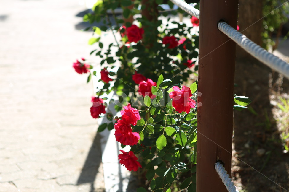 꽃,장미,넝쿨장미,자연,길,꽃길,flower,rose,nature,road,flowerway,식물,자연,plants,nature,꽃,flower
