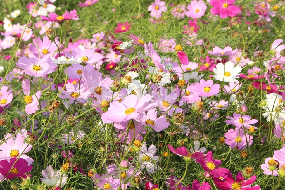 코스모스,꽃,햇빛,포근함,축제,가을,계절,fall,autumn,season,식물,자연,plants,nature,꽃,flower,plant,anemone,아네모네,blossom