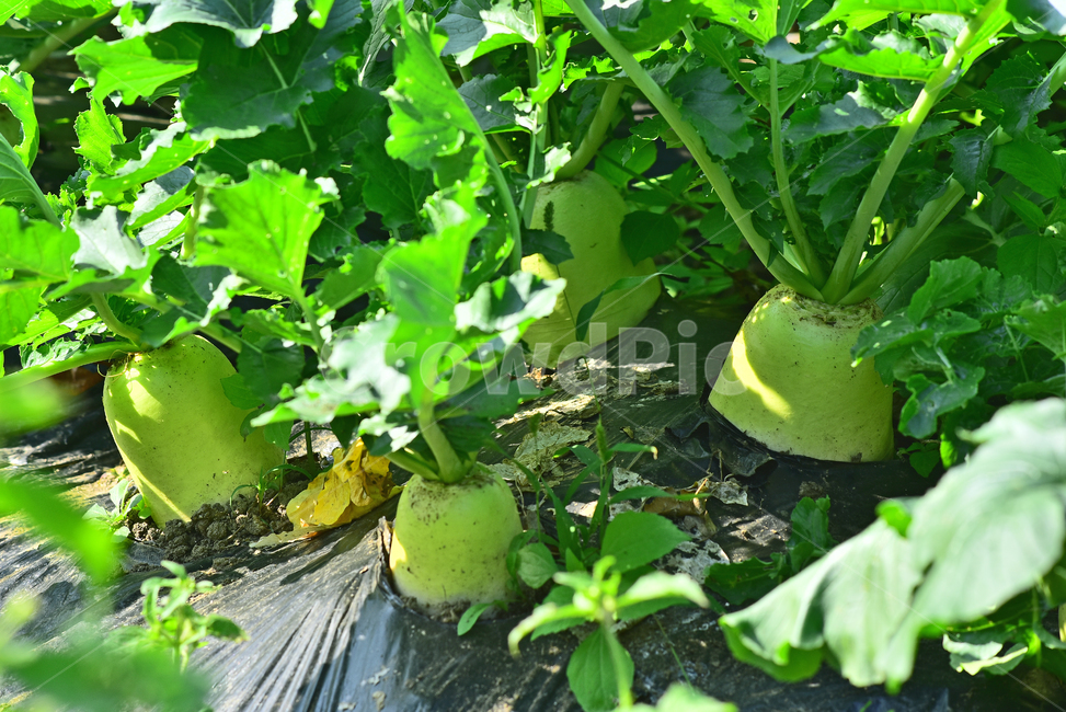 무우,무우밭,푸성귀,김장채소,농업,산업,밭농사,야외,시골,밭,싱싱한,신선한,흙,녹색,친환경,토종,우리것,김치재료,먹거리,식재료,음식재료,야채,채소,잎채소,시즌,계절,옥외,농작물,밭작물,무,김장무우,가을무우,십자화과,초록색,그린,green,그리너리,radish,food,fresh,plant,vegetable,agriculture,farming,farmingindustry,industry,autumnvegetables,greenery,식물,채소,야채,vegetables,농업,농사,agriculture,farming,farming industry