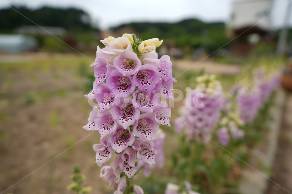 디기탈리스,grecianfoxglove,피자식물문,현삼과,엽병,원추형,환,삭과,식물,자연,plants,nature,꽃,flower
