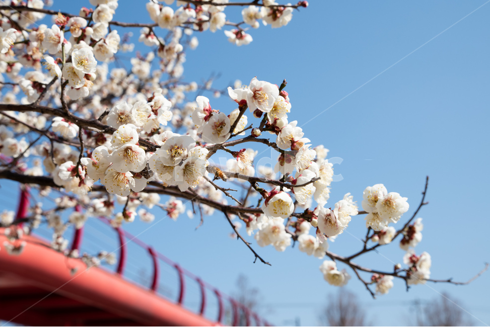 매화,매실나무,매화꽃,봄,봄꽃,꽃,flower,풍경,봄,계절,spring,season,식물,자연,plants,nature,꽃,flower,plant,blossom