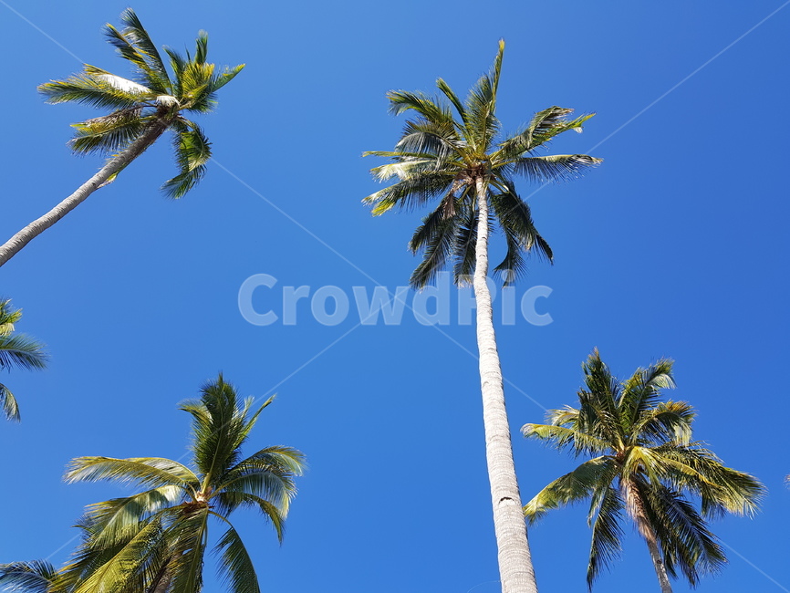 여름,나무,하늘,palmtree,야자수,plant,식물,식물,자연,plants,nature,나무,trees,wood