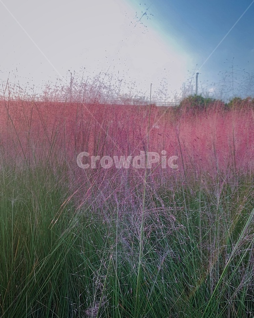 plant,식물,grass,잔디,꽃,식물,자연,plants,nature,꽃,flower