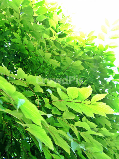 나뭇잎,초록,자연,잎새,여름,식물,자연,plants,nature