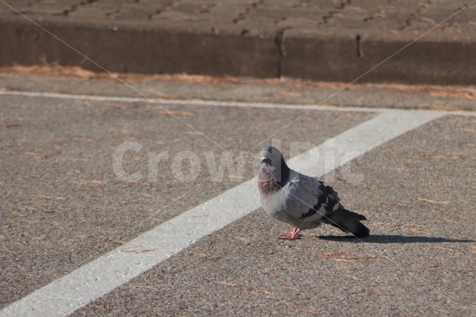 비둘기,새,조류,동물,dove,한마리,동물,animal,조류,새,birds