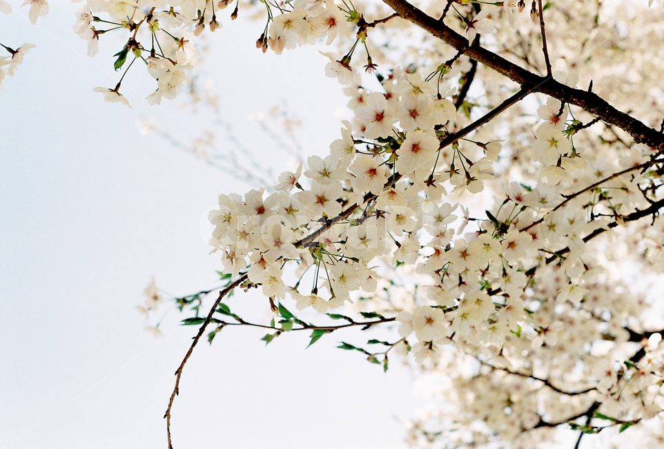 봄꽃,벚꽃,감성,필름,봄,필름사진,꽃,봄,계절,spring,season,plant,식물,flower,blossom,cherry blossom