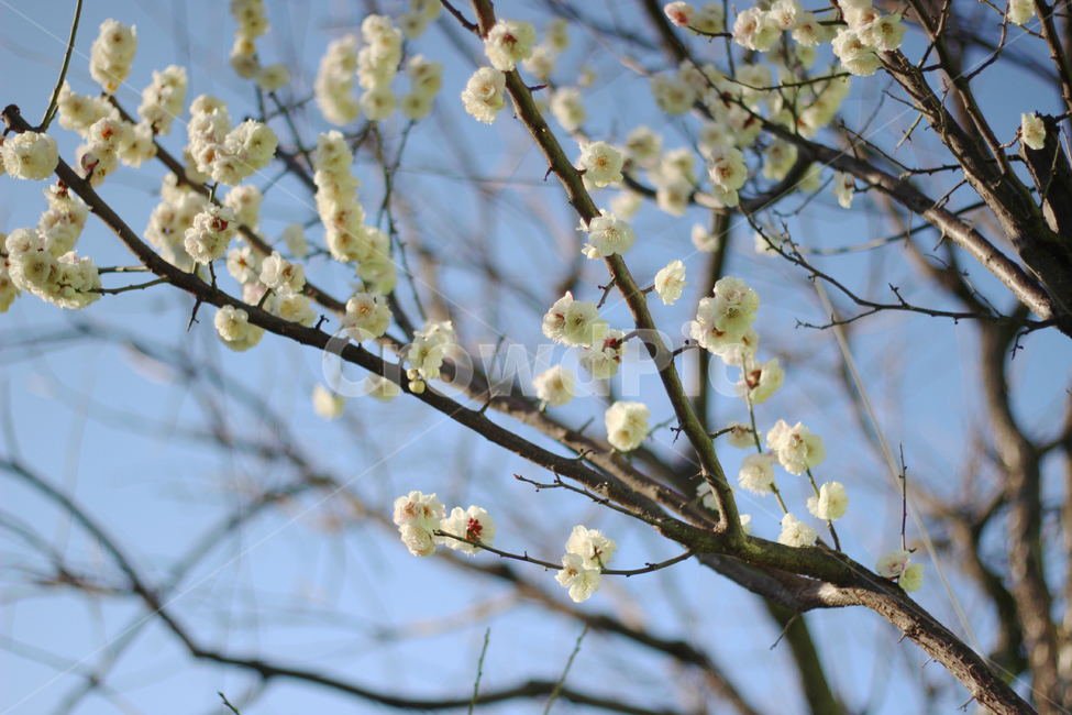 봄꽃,봄,나무,배경,나뭇가지,흰꽃,하얀꽃,whiteflower,flower,풍경,자연풍경,자연,나무와꽃,꽃