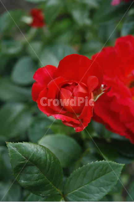 장미,식물,flower,plants,nature,꽃,꽃봉오리,식물,자연,plants,nature,꽃,flower
