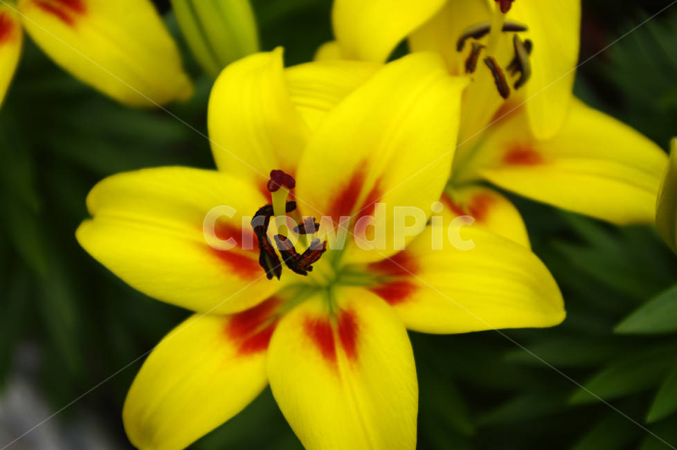 백합꽃,flower,plant,color,식물,식물,자연,plants,nature,꽃,flower